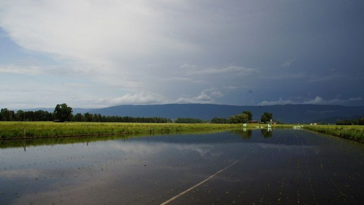 Auf dem Landwirtschaftsbetrieb der JVA Witzwil wächst seit 2019 Reis. Bild: rho.