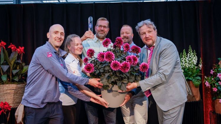 Dahlia Dalina® Maxi Noir Velvet Crush gewinnt FleuroStar 2026-27! Bild: Glenn Mostert.