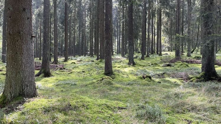 Ein Wunderwerk der Natur: Das Pilzmycel – wie hier beim Champignon – durchwächst das Substrat und bildet oberirdisch Fruchtkörper, die wir als leckere und gesunde Champignons genießen können. Bild: GMH/BDC.