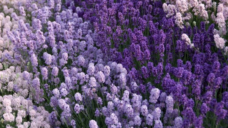 Neben den klassisch dunkelblauen Lavendelsorten gibt es heute auch Varianten in Hellblau, Violett, Rosa oder Weiß. Bild: Helix.