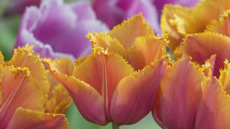 Die 'Louvre Orange' zieht mit einem faszinierend gekräuselten Rand in den Bann. Bild: fluwel.de.