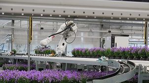 KP Holland hat einen einzigartigen und innovativen Roboterarm für die Platzierung seiner Kalanchoe in Schalen in Auftrag gegeben. Dieser Roboterarm hat speziell entwickelte 'Bürsten', die dafür sorgen, dass alle Pflanzen unbeschädigt in das Tray gesetzt werden. Bild: WPS.