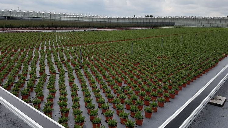 Auch Staudenbetriebe stehen auf dem Programm. Bild: GABOT.