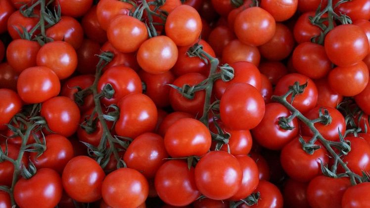 Im Gemüsebereich liegen kleine Tomatensorten weiter im Trend. Bild: GABOT.