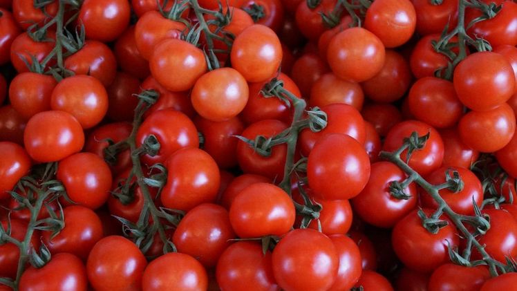 Die EU-Verordnung zum nachhaltigen Einsatz von Pflanzenschutzmitteln (SUR) betrifft Sonderkulturen. Bild: GABOT.