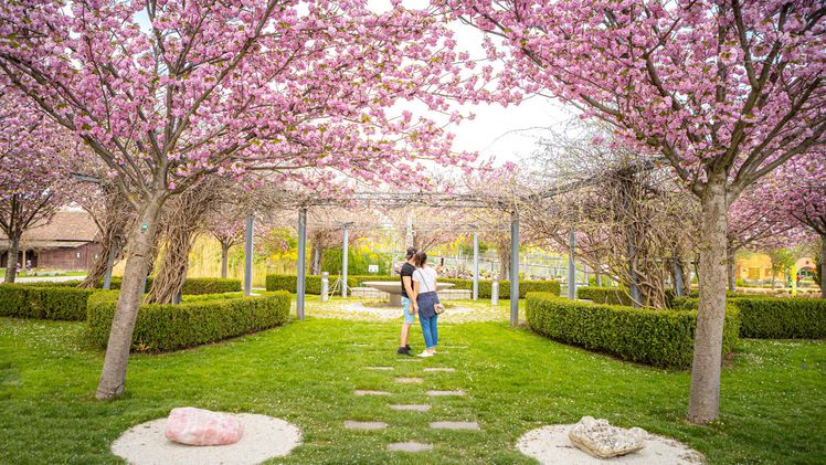 Die Blumengärten Hirschstetten haben ab 12. März wieder geöffnet. Bild: Wiener Stadtgärten/Houdek.