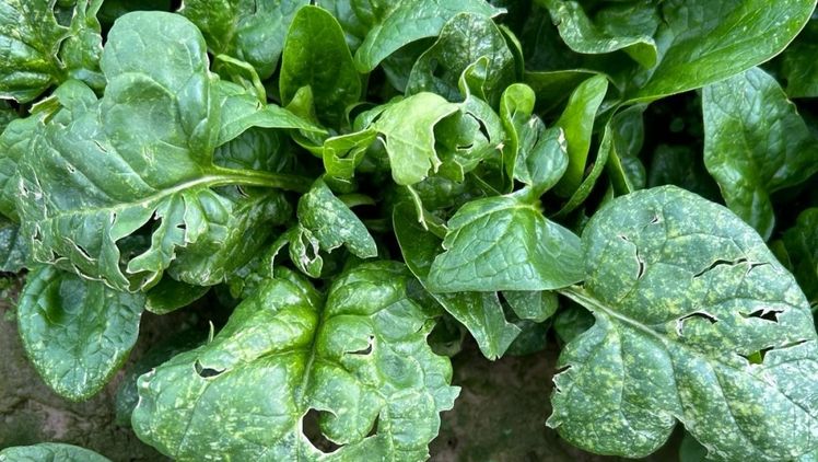Hagelschaden an Winterspinat. Bild: VEREINIGTE HAGEL.