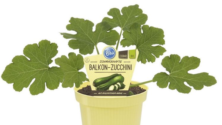 Neuheit 2019 "Bio-Balkon-Zucchini". Bild: Blu-Blumen GbR. 