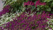 Unzählig vielen kleinen Blüten verdankt „Petite fleur“ ihren Namen. Die kleinen Trompeten überziehen die Gewinnerin aus Sachsen wie ein farbenfroher Teppich. Bild: GMH/Syngenta.
