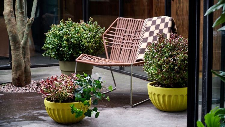 Am 1. September 2022 launchen Tollwasblumenmachen.de und Pflanzenfreude.de die Trendkollektion Herbst/Winter 2022. Informationen und Inspirationen zu allen Blumen, Zimmer- und Gartenpflanzen der Kollektion gibt es im aktuellen Lookbook. Bild: Pflanzenfreude.de.