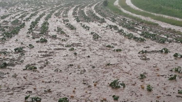 Zerstörte landwirtschaftliche Kulturen in Völkermarkt. Bild: ÖHV.