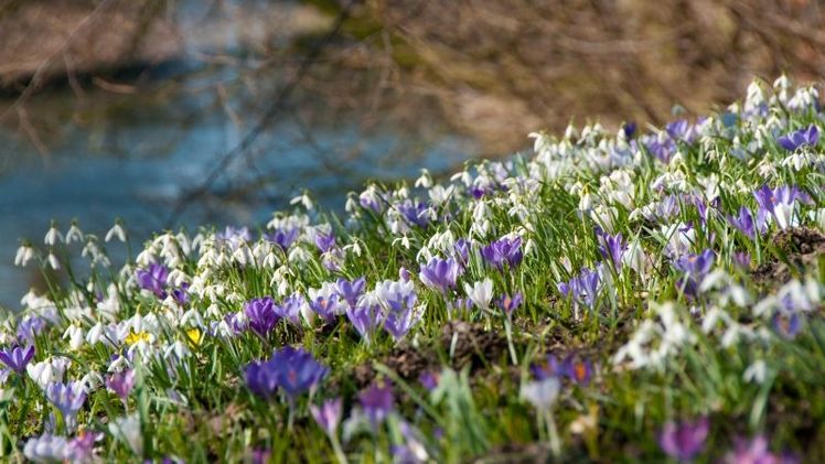 Blumenzwiebeln in natürlichem Lebensraum. Bild: Verver Export.