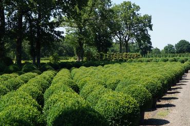 Buxus bei Herplant. Bild: GABOT.