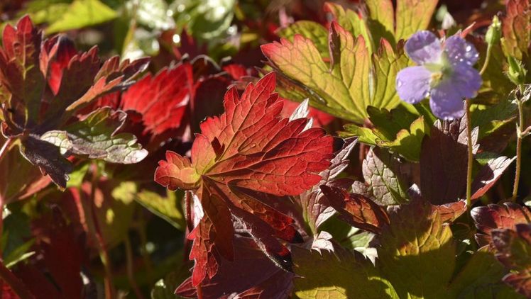 Der Amerikanische Storchschnabel ’Vickie Lynn‘ besitzt eine ganz besondere Farbmagie. Bild: GMH/Anne Eskuche.