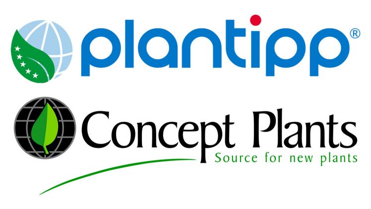 Die Lizenznehmer von Plantipp und Concept Plants stellen auf der PLANTARIUM|GROEN-Direkt einige neue Sorten vor.  Die Lizenznehmer von Plantipp und Concept Plants stellen auf der PLANTARIUM|GROEN-Direkt einige neue Sorten vor.