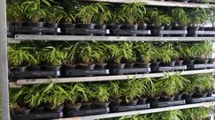 Versandfertige Fargesia. Bild: GABOT.