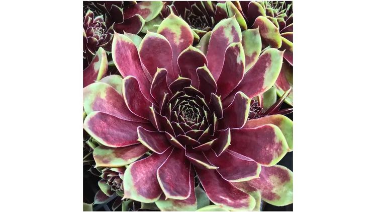 Sempervivum 'Coconut Crystal Belsemmag1'. Bild: © AVBS.