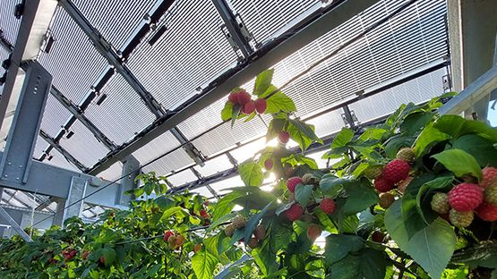 Die vom Schweizer Start-up-Unternehmen Insolight entwickelte Lösung besteht aus innovativen lichtdurchlässigen Solarmodulen. Bild: Agroscope.