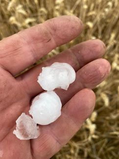 Bis zu 4 cm große Hagelkörnern schädigten erntereife Feldfrüchte. Bild: VEREINIGTE HAGEL.