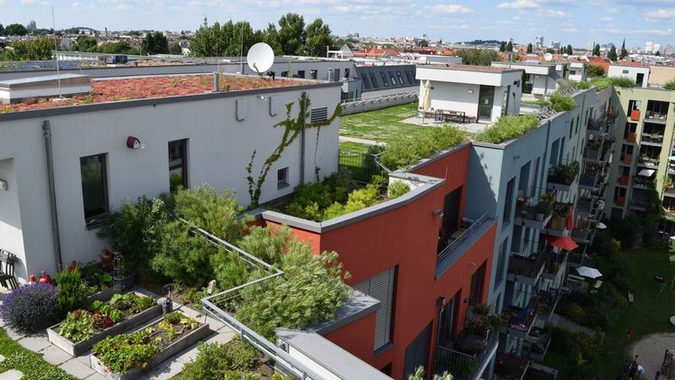 Begrünte Dächer haben viele Vorteile und können zur Entlastung des Abwassersystems beitragen, Bild: ENA/BdB/Bundesverband GebäudeGrün e.V.