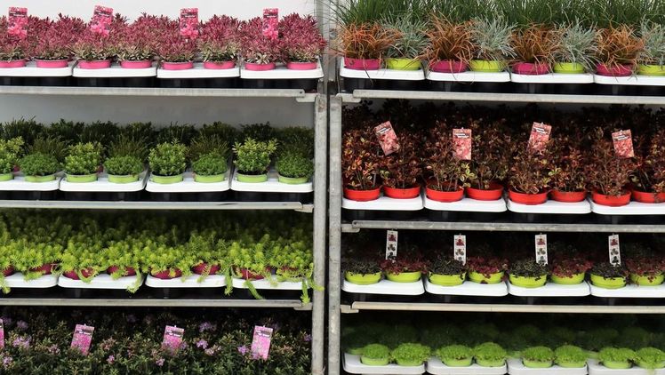 Fertig CC: Alternative Frühjahrskulturen von Köder Gartenbau. Bild: Köder Gartenbau.