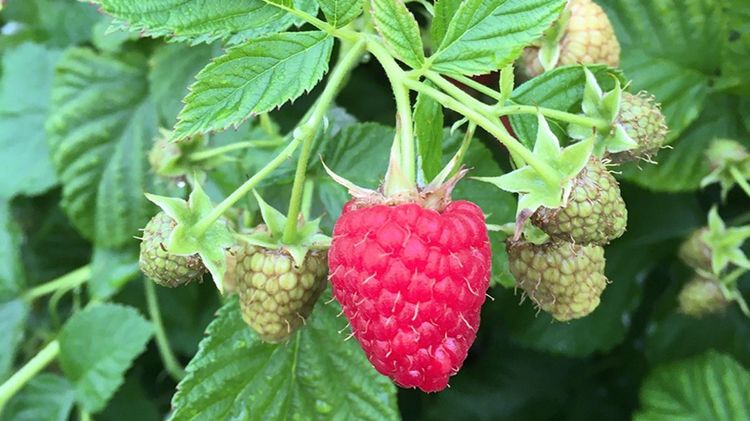 Lowberry® Ruby Fall®. Bild: Lubera.