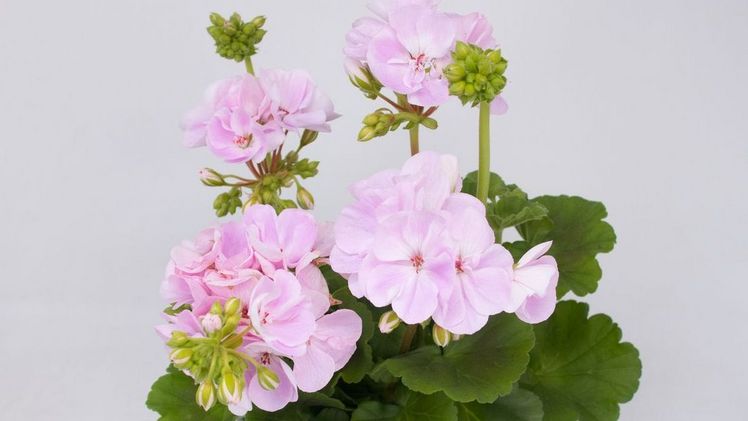 Pelargonium zonale Solfaro Franca (softpink). Bild: Brandkamp.