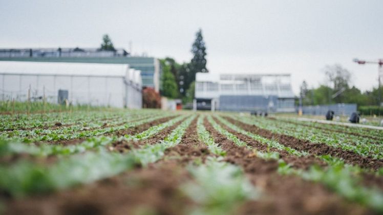 An der Hochschule Geisenheim werden Maßnahmen für klimaresiliente Böden getestet. Bild: Hessen schafft Wissen/Steffen Böttcher.