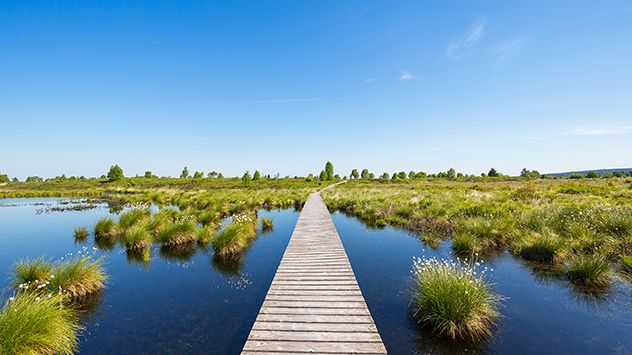 Intakte Moore speichern mehr Kohlendioxid als alle anderen Ökosysteme der Welt. Auch das „Hohe Venn“ in der Eifel gehört zu den äußerst wertvollen Klimaschützern. Bild: WetterOnline.