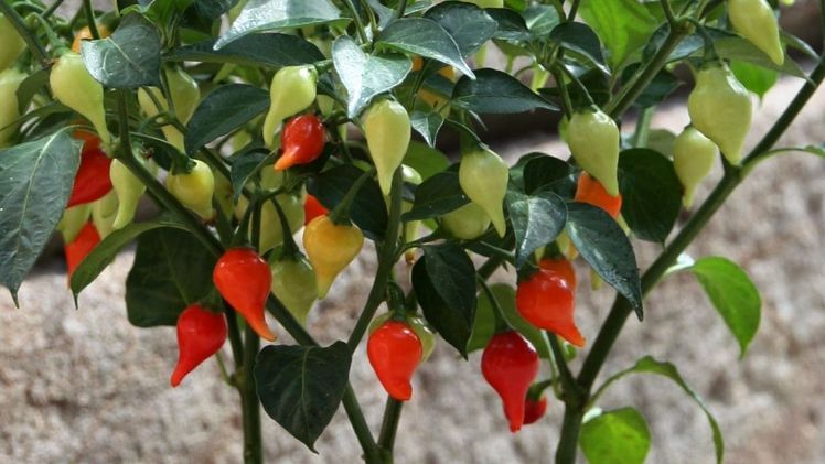 Mild bis leicht scharfe, tropfen-förmige Früchte der Bio-Tropfen-Chili. Bild: Blu-Blumen GbR.