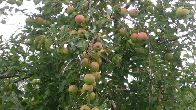 In Baden-Württemberg wurde in 2022 374.400  Tonnen Äpfel geerntet. Bild: GABOT.