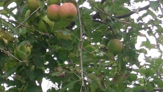 Die Srpätfröste führten zu starken Ernteausfällen. Bild: GABOT.