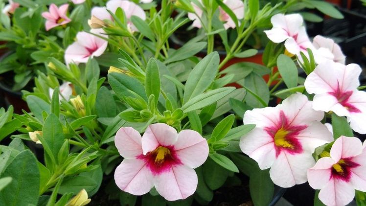 Calibrachoa ist eine essenzielle Kultur für den Zierpflanzenbau in Europa. Bild: GABOT.