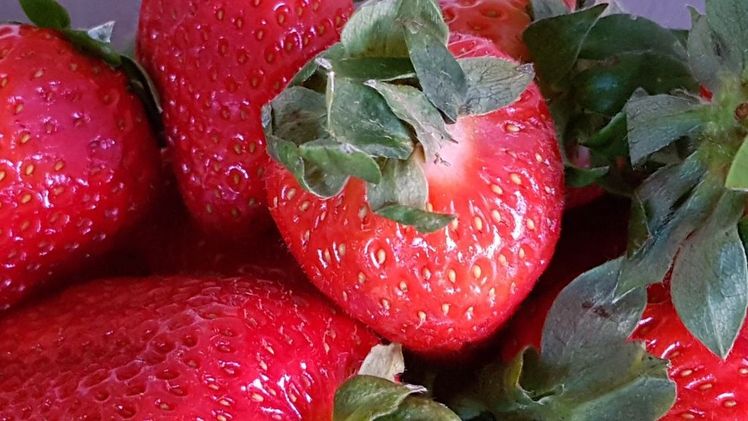 In der Spargelsaison 2022 betrug die ertragsfähige Fläche in Brandenburg rund 3.800 Hektar. Bild: GABOT.