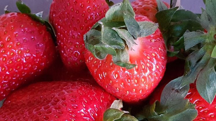 Die extremen Witterungsbedingungen waren eine Herausforderung für die Erdbeeranbauer. Bild: GABOT.