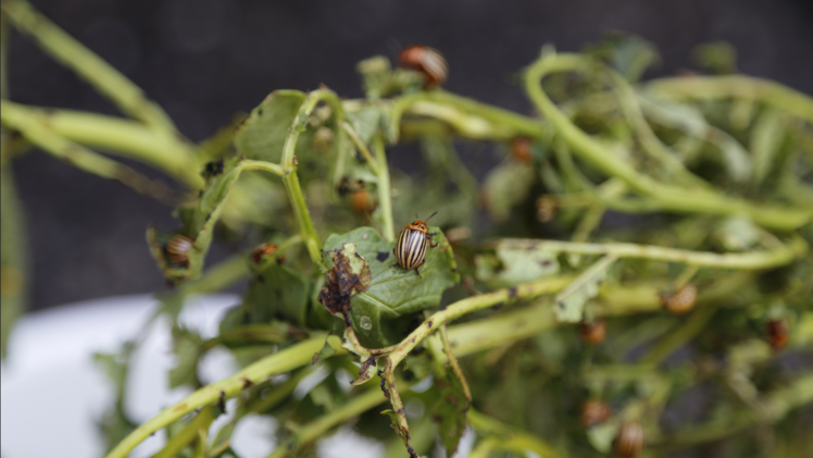 Kartoffelkäfer können schnell einen großen Schaden anrichten. Bild: jin.