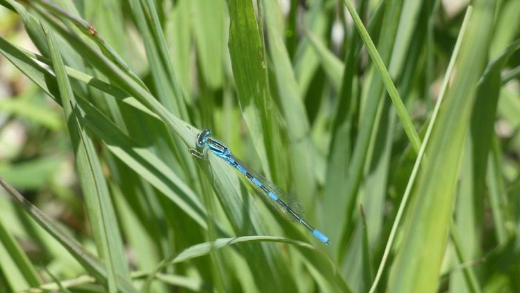 Die Gabel-Azurjungfer kennzeichnet sich durch ihre blaue Grundfärbung mit schwarzer Zeichnung. Bild: Paulina Wegl.
