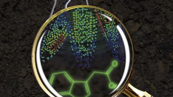 Keimling der Acker-Schmalwand (Arabidopsis thaliana). Die Lupe vergrößert die Wurzelspitze: Die Zellkerne sind mit zunehmender Auxin-Menge von blau über grün und gelb bis rot gefärbt. Bild: S. Shanmugaratnam, A.C. Stiel, M. Kolb.