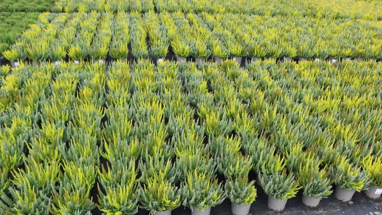 Einer der Höhepunkte ist die Besichtigung der Heideproduktion zu Beginn der aktuellen Verkaufssaison für winterharte Heidearten. Bild: Lüers.