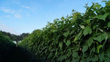 Berry Aces: Himbeerenpflanzen aus den Niederlanden.