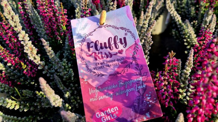 Das Gardengirls-Konzept 'Fluffy Kiss'. Bild: Baumschule Delger.