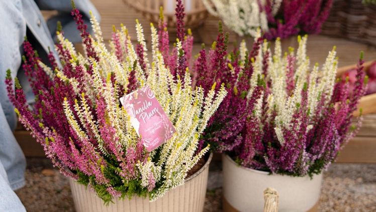 GardenGirls Nexxt - Vanilla Plum. Bild: GardenGirls.