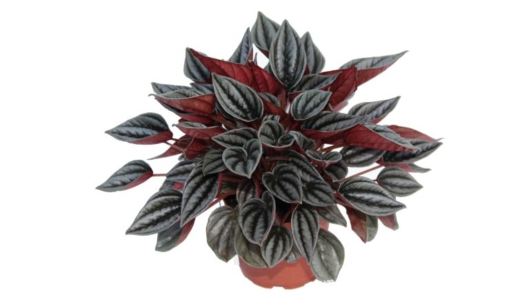 Neu: Peperomia 'Mendoza' von Tingdal. Bild: Tingdal.