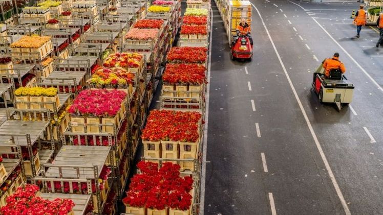 Grundsätzlich gilt, dass es wie in den Vorjahren für die Lieferanten und Kunden an Tagen ohne Versteigerung gute Logistikdienstleistungen (insbesondere Abwicklung Direkthandel und Logistikmittel) gibt. Bild: RFH.