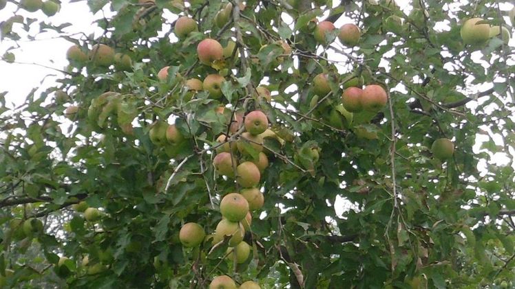"Der Gedanke des Teilens überschüssiger Lebensmittel wird immer populärer." Bild: GABOT.