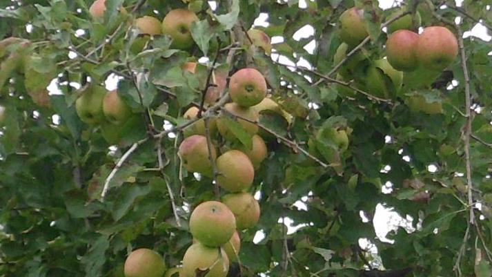 Äpfel dominieren in Rheinland-Pfalz die Anbauflächen. Bild: GABOT.