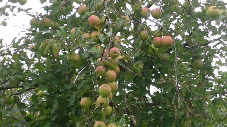 Der Apfel ist das beliebteste Baumobst in Mecklenburg-Vorpommern. Bild: GABOT.