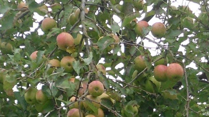 Äpfel nehmen in Brandenburg 818 Hektar der zur Baumobsterzeugung genutzten Fläche ein. Bild: GABOT.