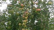 Gefördert werden extensiv bewirtschaftete Streuobstwiesen mit hochstämmigen Bäumen. Bild: GABOT.