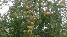 Für die Obstbaubetriebe treffen diese Wetterextreme auf eine Zeit steigender Produktionskosten. Bild: GABOT.
